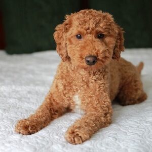 Meet your Posher, Alina